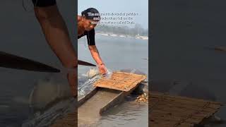 GOLD MINING  AT KARNALI RIVAR IN BARDIYA NEPAL #shortvideo #youtubeshorts #viral #gold #goldmining