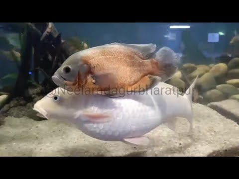 ❤️💫Aquatic museum Ahmedabad 🐟🐡🐠🌟🦦||बहुत सुंदर सुंदर मछलियां देखने को मिलेगी||इस video को जरूर देखे