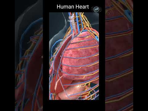 human heart #shorts