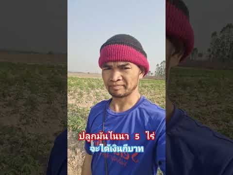 มันในนาข้าวดีไหม