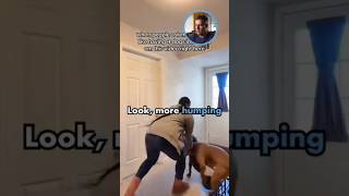 Multiple Dogs Fighting At Once