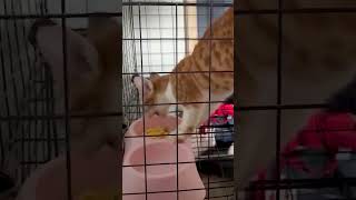 When Orange Cat Decides Normal Eating is Boring🐱🙃