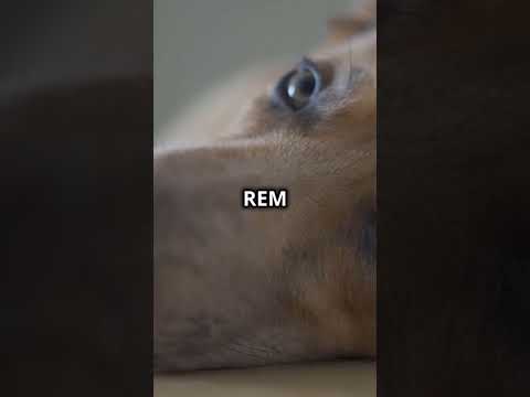Surprising dog sleep facts ! #shortvideo #youtubeshorts