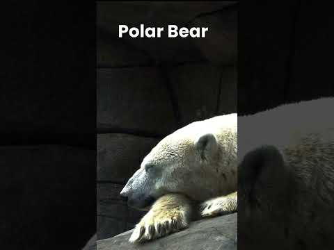 Polar Bear