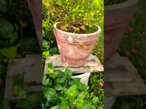 #manike #ytviralshorts #ytshorts#ytviralvideos #youtubrshorts #youtubeviralshorts