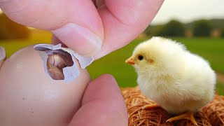 Welcome to Shefarm Life: Hatching New Chicks, Calm Nature & Happy Animals