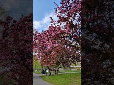 Toronto Islands mini vlog #shorts #toronto #canada