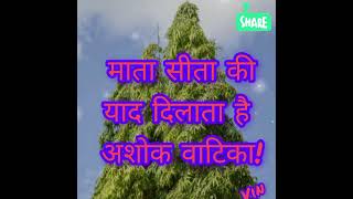🌿 अशोक का पेड़ #SpiritualTrees #AshokKaPed #VastuTips #Ayurveda #stutivandan #love #religious#bhakti