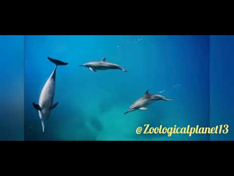 Facts about Dolphins |Zoological Wonders #wildlife #animalshorts#sealife