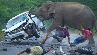 Sires of World Top 13 Road Elephant Attack 2026.