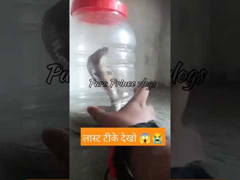 Anaconda Snake Chasing Boy video#Shorts #trendingshorts #trendigsong #shortsfeed
