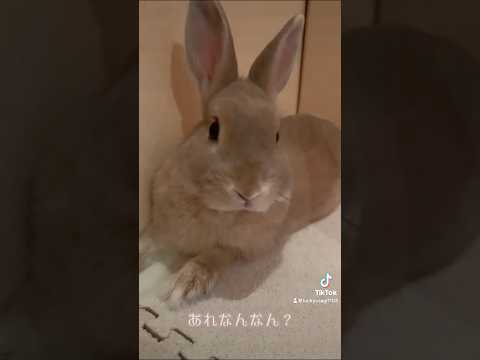 あれなんなん？🐰