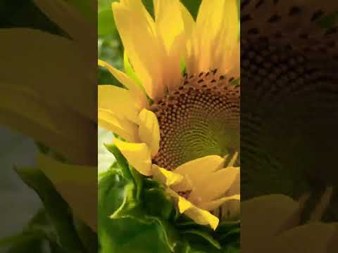 #japan #travel #subscribe #sunrise #sunflower #flowers #sunflowergarden #nature #newvideo #newsong