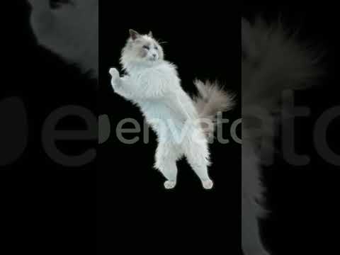 very good funny video #💗 cat funny video