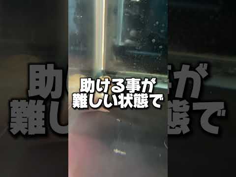 一緒に働きたいと連絡をもらいました！うまく運営ができるよう頑張っていくのでその時は是非力を貸して下さい！#金魚引き取り#錦鯉引き取り#熱帯魚引き取り#動物保護#長野県