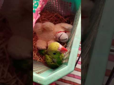 🌸🐥 #parrot #myfirstvlog #india #viralvideo #ytshorts #youtubeshorts #birdslover #birds ☺️ #song