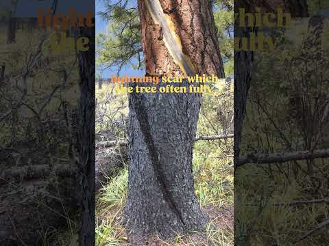 Woodworking with wood from a tree EXPLODED by lightning! #trees #woodworking