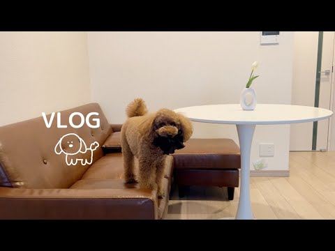トイプードルの何気ない日常VLOG|カフェ|お昼寝🛏️💤