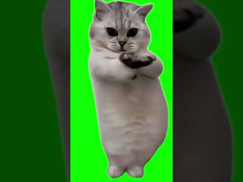 #catshorts #cat dance #patlikamariya #youtube #susbsribe #share #