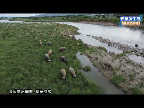 【終忠於原味】貓羅溪芬園段牛群_水牛+對岸+愉悅+吃草_彰化_牛有野性保持距離V1.01