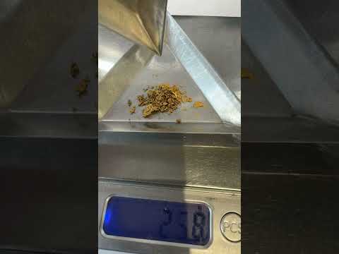 Gold total revealed 🤞🤞🤞 #goldrush #goldpanning #goldprospecting