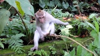 Funny Monkeys Compilation #shorts #dailyanimals #funnymonkey