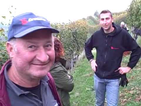 DBGitalia meets the Vola family of Pertinace Vignaioli di Treiso harvest their Marcarini vyd Oct'19