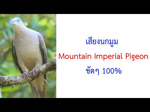 เสียงนกมูมหรือนกเขาหม่น Mountain Imperial Pigeon Ducula badia ชัดๆ 2021