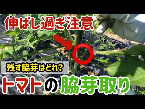 【 初心者必見 放置注意🍅】ミニトマトの脇芽取り【 家庭菜園 栽培 トマト 】