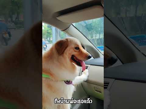 ค้นพบสัตว์สายพันธุ์ใหม่ บนรถ #dog #goldensammy