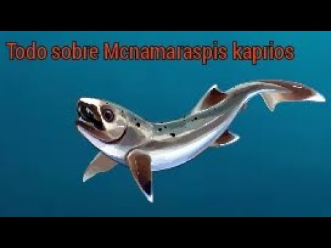 Todo sobre Mcnamaraspis kaprios