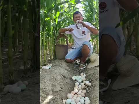 Amazing Egg Harvesting on Free Range Chicken Egg Farming #chicken #eggharvesting #eggfarming