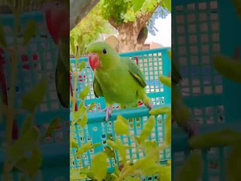 🦜💚🌿#cute #parrot #lovelymithhu #ytshorts #youtubeshorts #india #viralvideo