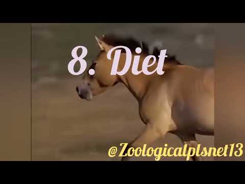 Facts about Horses#animals #horses#wildlife #zoo