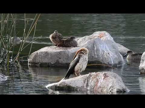 2019.07.28 Australian Darter 1080p60