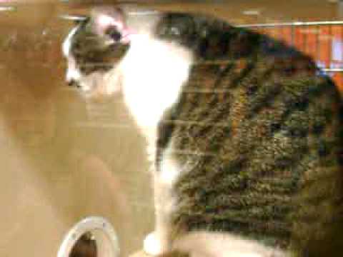 Cats at PetSmart 6/22/11