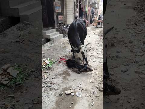Gay ko Kabhi Ese haalat me Na Chode ll #humanity #shorts