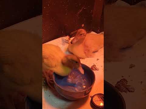 Ducklings drinking their water #raisingducks #ducklings #cuteanimals