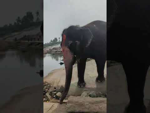 Lakshmi the Elephant River Bath 🇮🇳