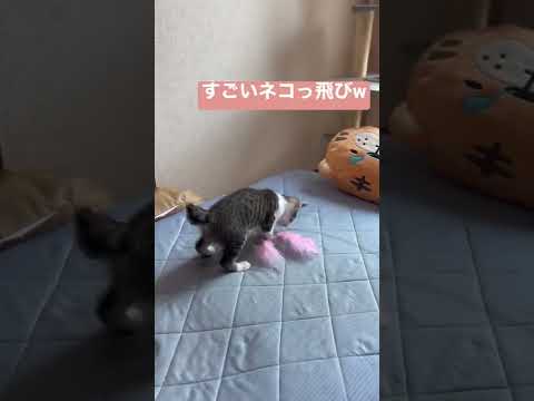 猫ちゃん最強😾💞