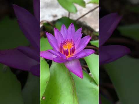Water Lily || water lily at home|| terrace gardening