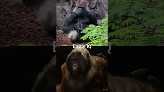 Gorilla vs Gigantopithecus #shorts
