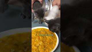 Feeding Your Kitten The Right Way! 🐾