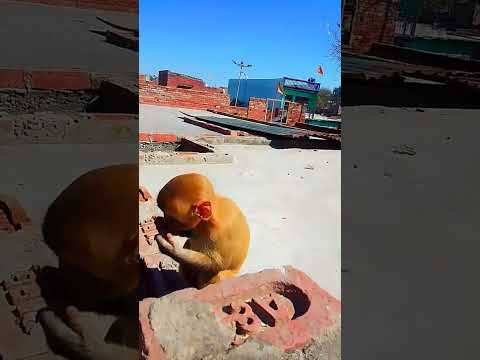 Bandar #funnymonkey #funny video 😂😂😂😂👍🏻👍🏻👍🏻✅✅✅