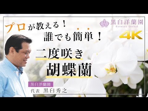 【胡蝶蘭】二度咲き胡蝶蘭 〜花が終わっても終わりじゃないんです！〜