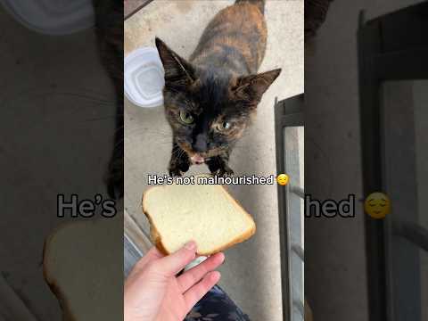 I found a CAT in my house?!