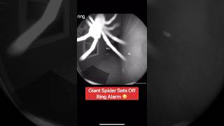 Giant Spider Sets Off Ring Alarm 😳🕷️#shorts #spider