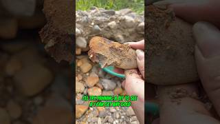 Traditional gold mining in inland rivers#usa #goldrush #goldpanning #goldmining