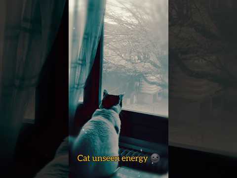 cat sees spirits|| Cat unseen energy #cat #catbehavior #cats #catshort
