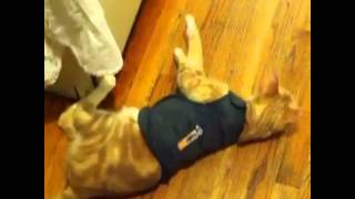 Cat Reviews Thundershirt